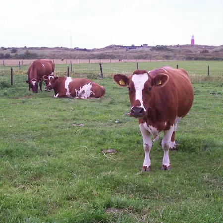 Duin/vuurtorenzicht Prázdninový dům *