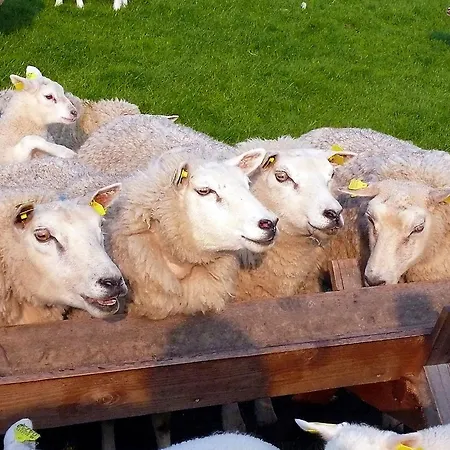 Duin/vuurtorenzicht *